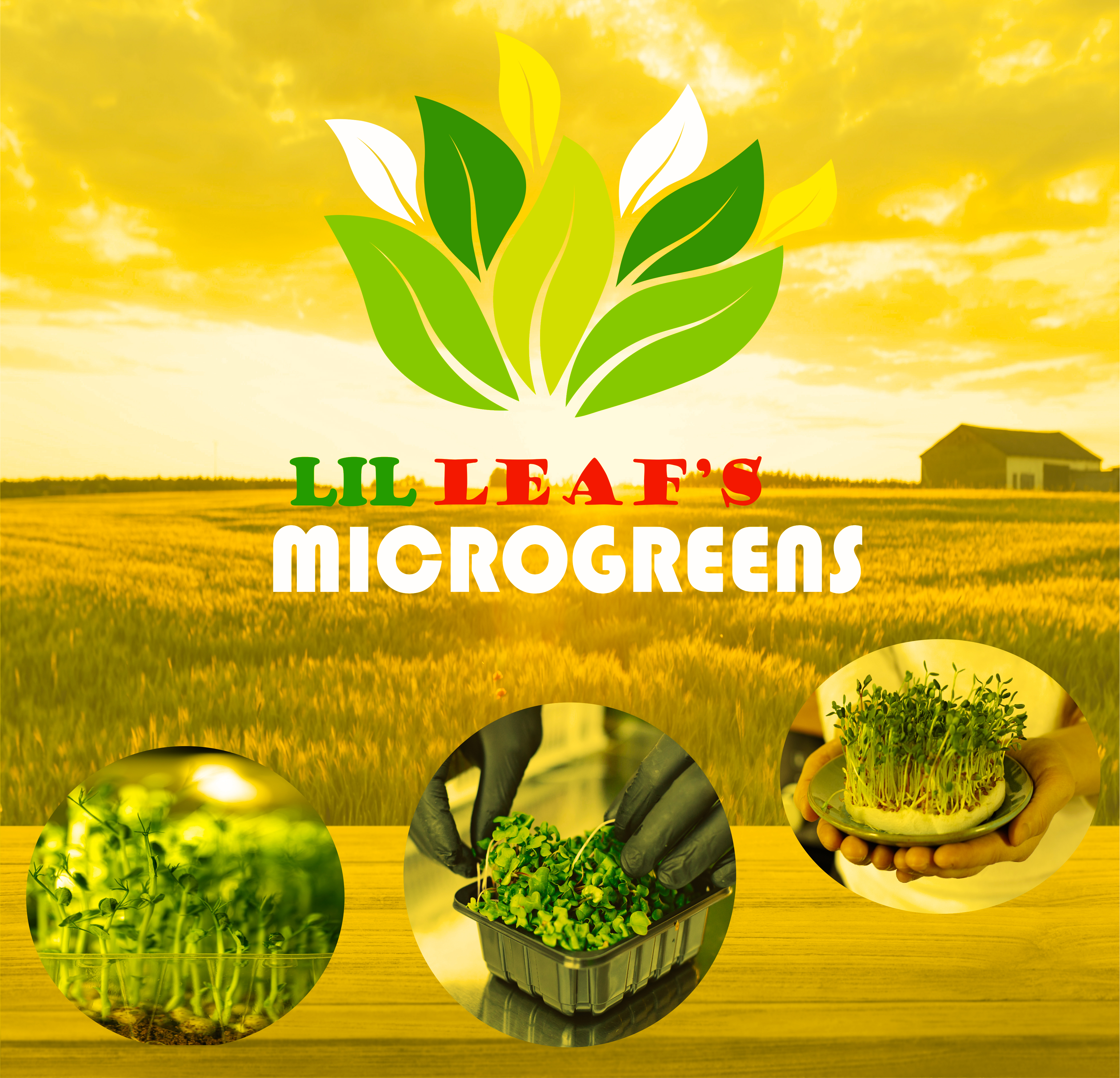 The Graphic Designer, Fliers, Bs cards, Catalogs, Magazines.