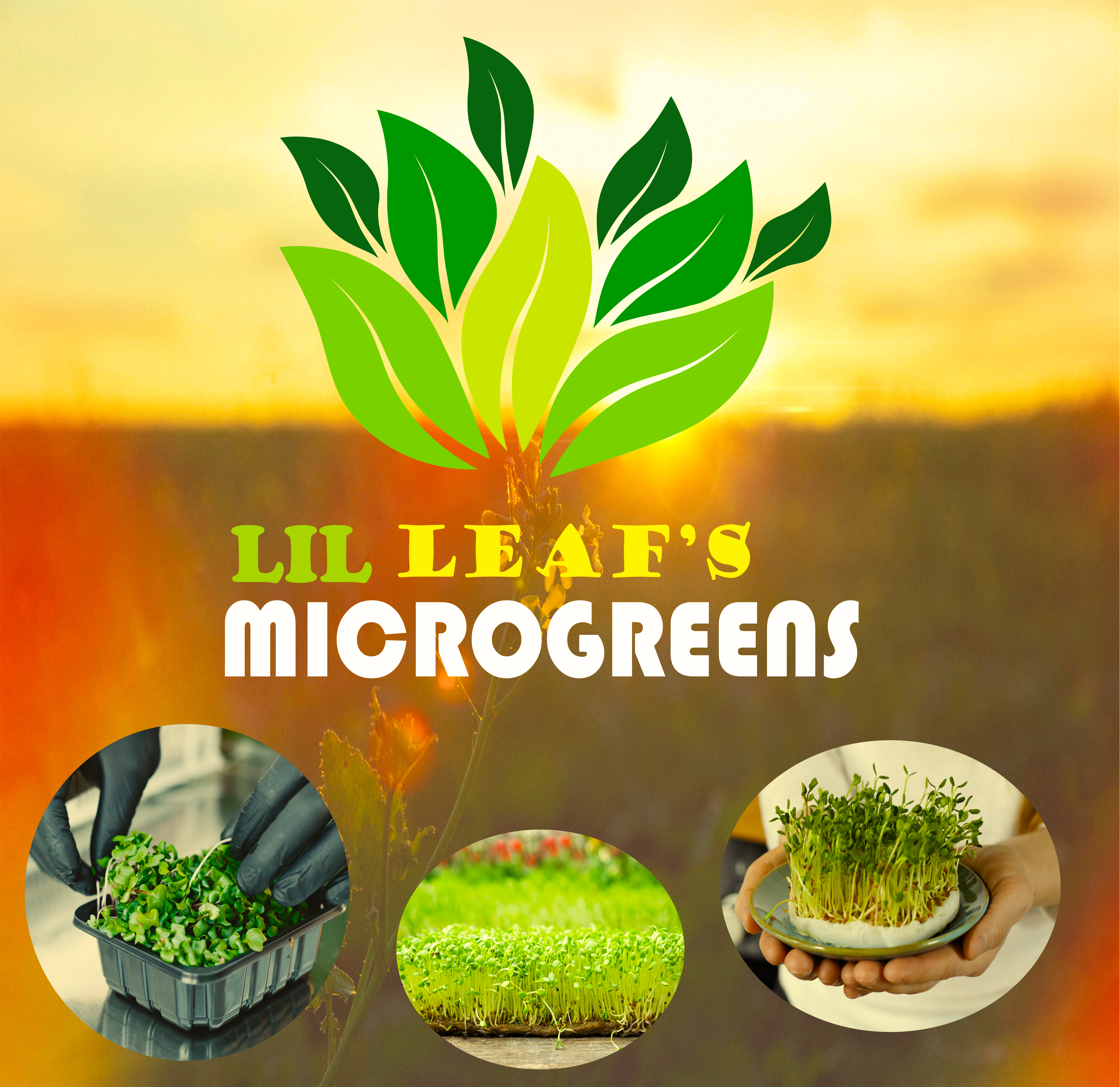 The Graphic Designer, Fliers, Bs cards, Catalogs, Magazines.