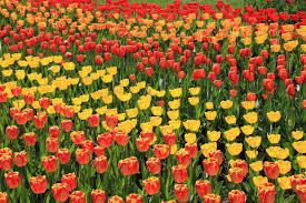 I will deal with crop production, pomoculture and floriculture