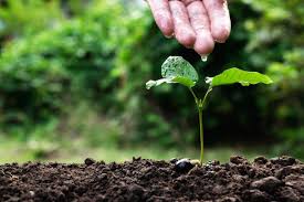 I will delve in soils and water conservation management