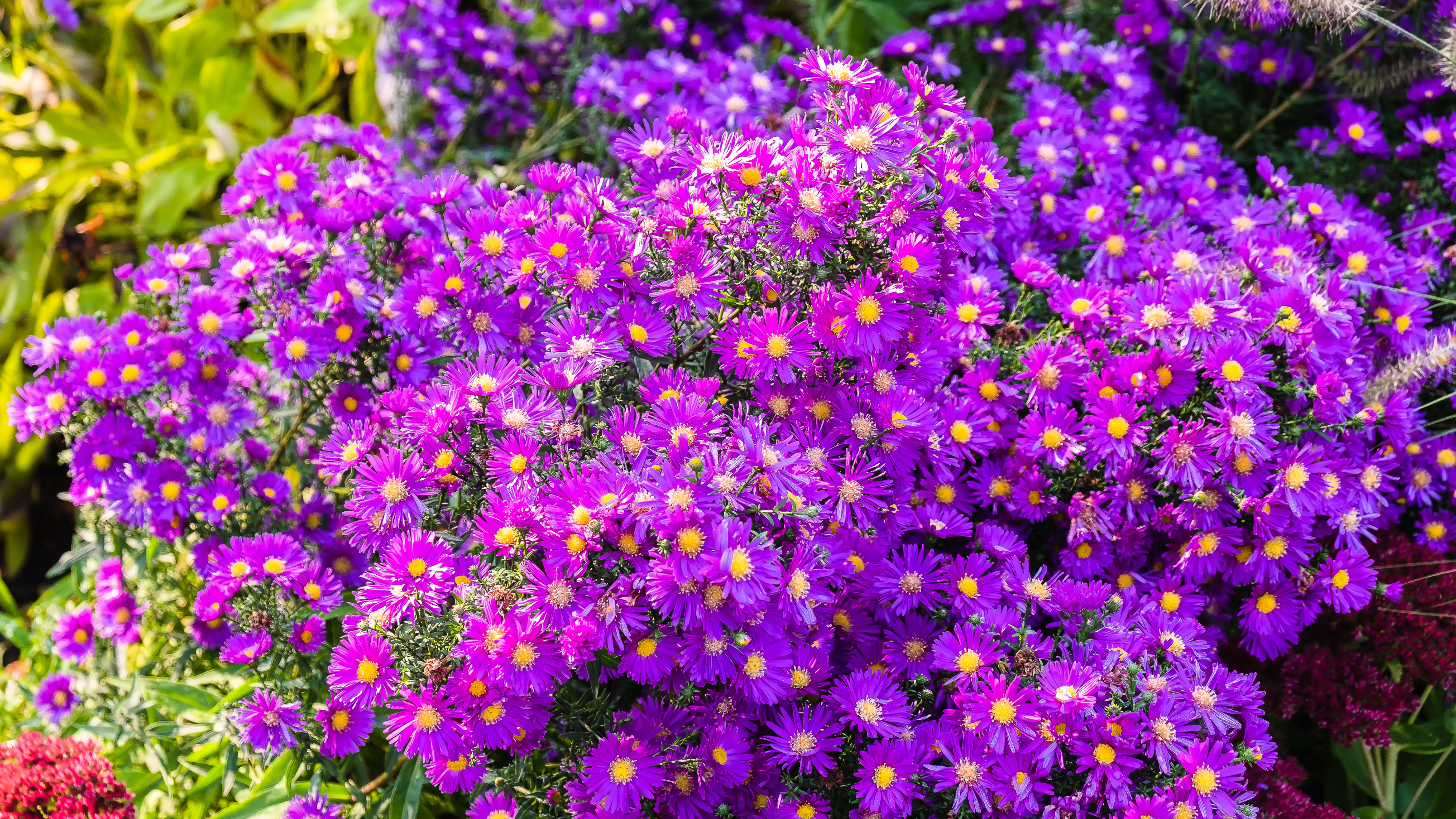 I am a professional 4k Pattern designer,logo and NFT designer 