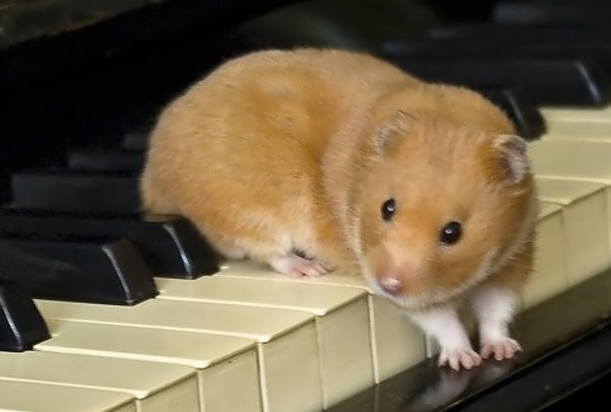Make a Video of My Hamster who Writes Your Message