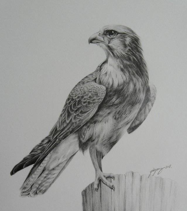 Draw any type of 2 cartoon,sketch of your choice in 2 days