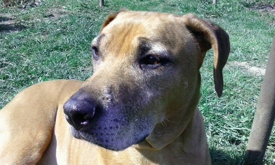 MyTubeViews Bot v.2.1.5 (80,000 Youtube views in 19h tested!)