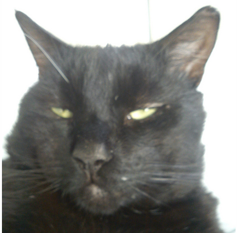 write a blog post about your cat