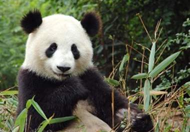 CREATE 100 quality BACKLINKS that are Google PAnDa and PeNgUiN safe backlinks from different domains :) 