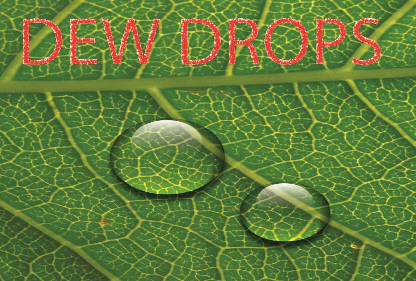 i will design a killer logo