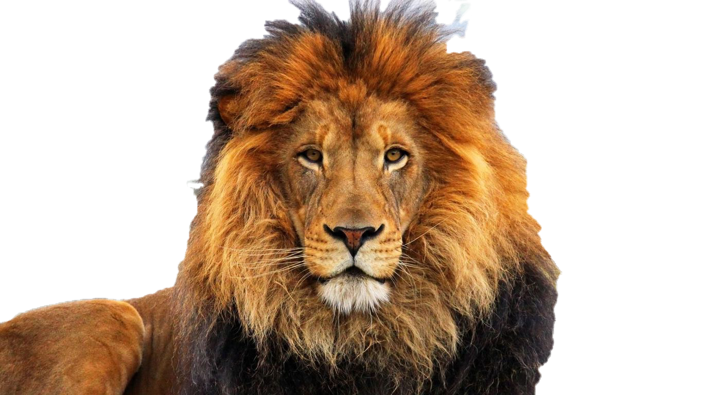 I will remove backround of 10 images profesionnaly BUY 1 GET 1 FREE!