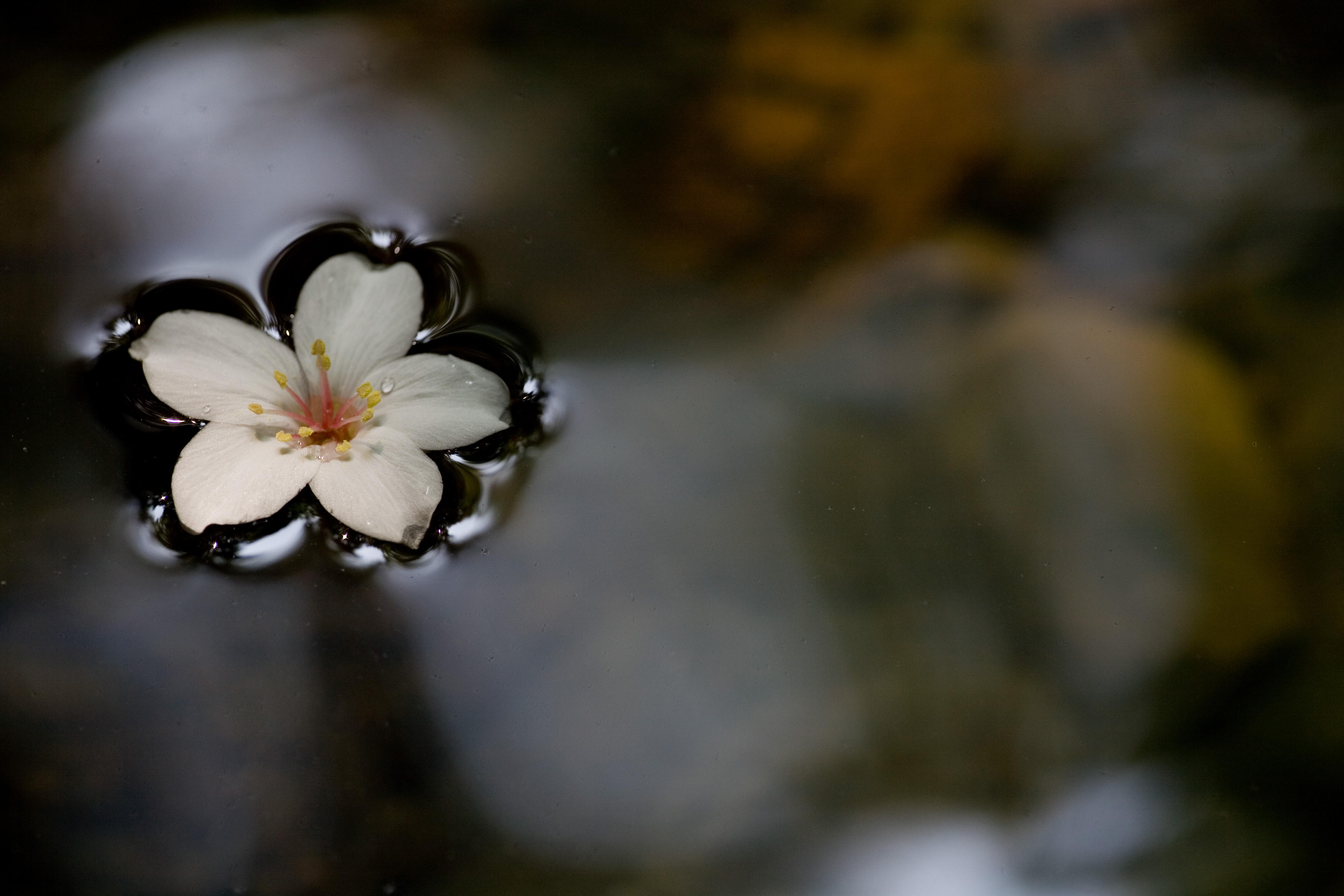 Need help doing your research, proofreading, writing and editing arcticles, I am at your service