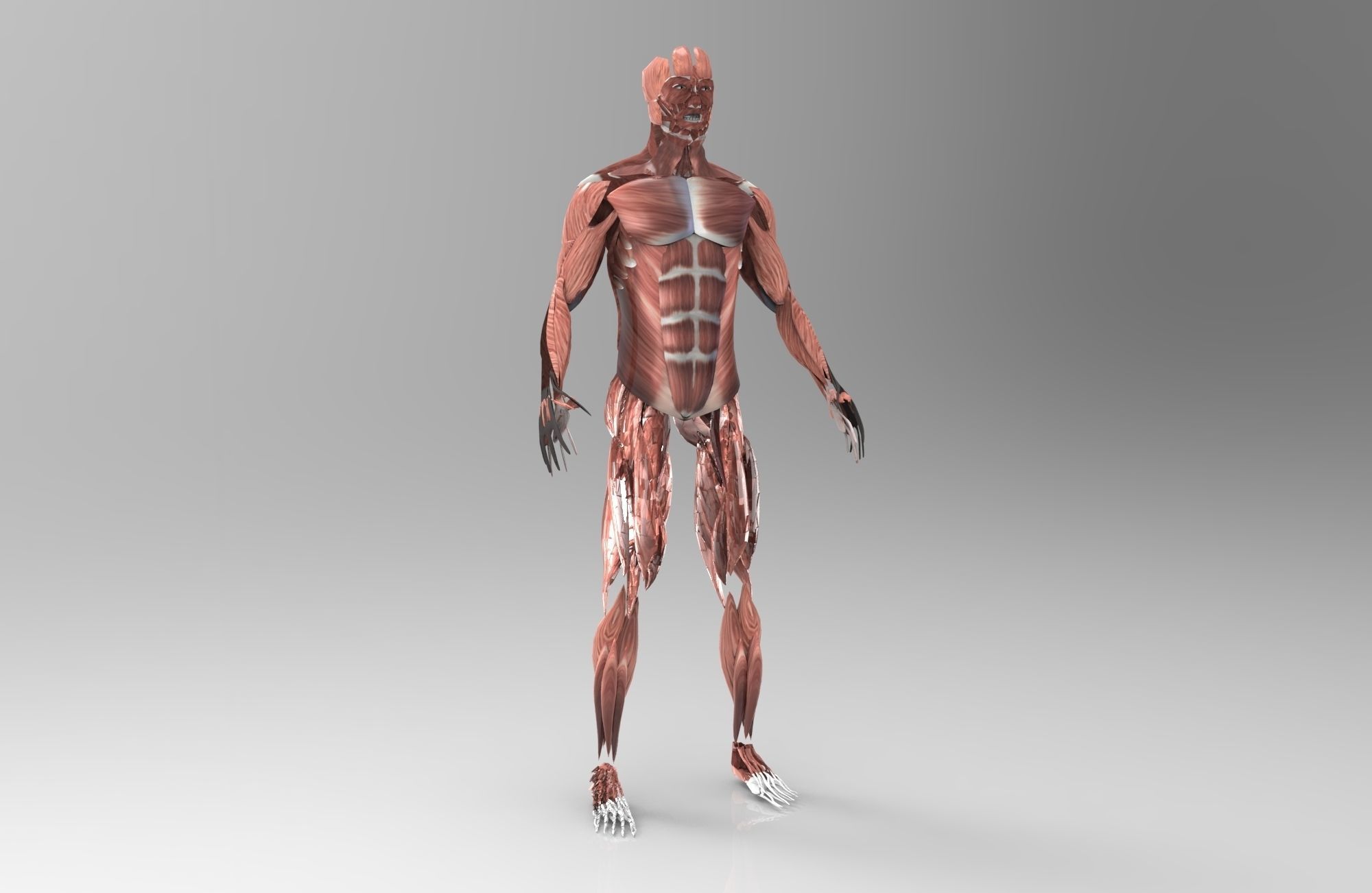 Muscular System 3D Model