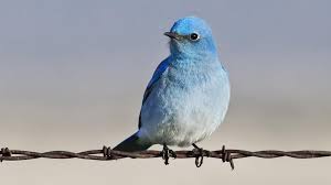 send you 1000+ real Melbourne based Australia located twitter followers