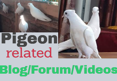 Pigeon SEO. 10 pigeon related forum blog or videos result.