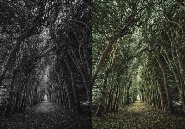 Colorize old,  black and white photos.