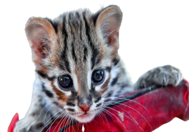 I will remove any image background