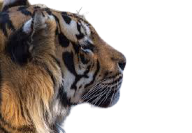 I can remove background from any Image and I am professional too