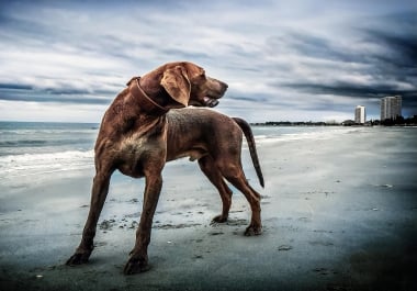 professional black and white colourizing with escelent results