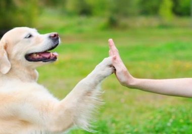 A new article with more than 600 words talking about how to communicate basic feelings to your dog