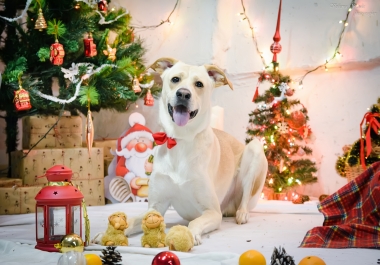 I will sell an article of 10000 exclusive words 100 14 Reasons Why Dogs Brighten Our Holiday Season