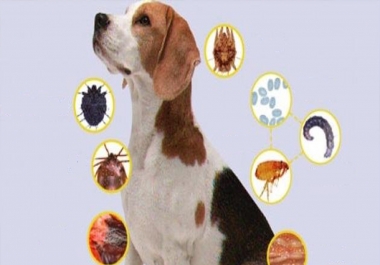 I will sell an article of 3520 exclusive words 100 Five Health Problems Dogs Faces Due To Fleas