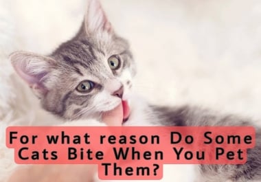 2000+ Words unique and manually written