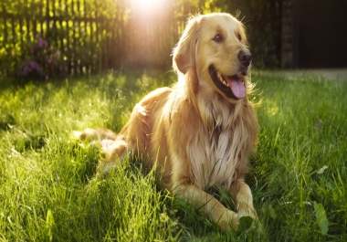 Health Benefits and advantages of Having a Pet