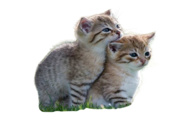 Professionally Remove Background 35 Photos by Clipping Path