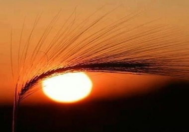 20 Organic 301 Redirect BackLinks From High PR 3-7 All Unique Domains & IP's