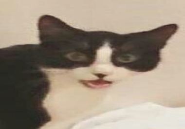 Record audio joke,  audios are not erotic.