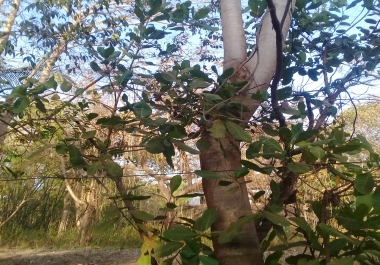 Directories creator 1000 in 1hour